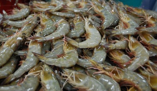 udang